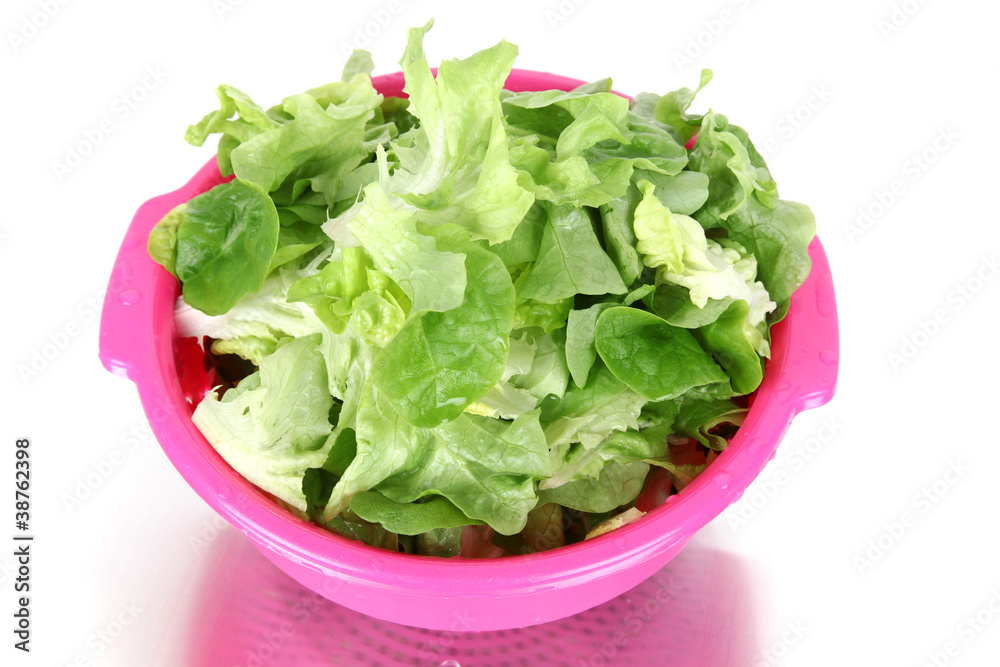 Salat frisch geputzt Salat frisch geputzt