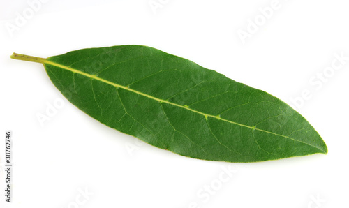 One leaves of bay