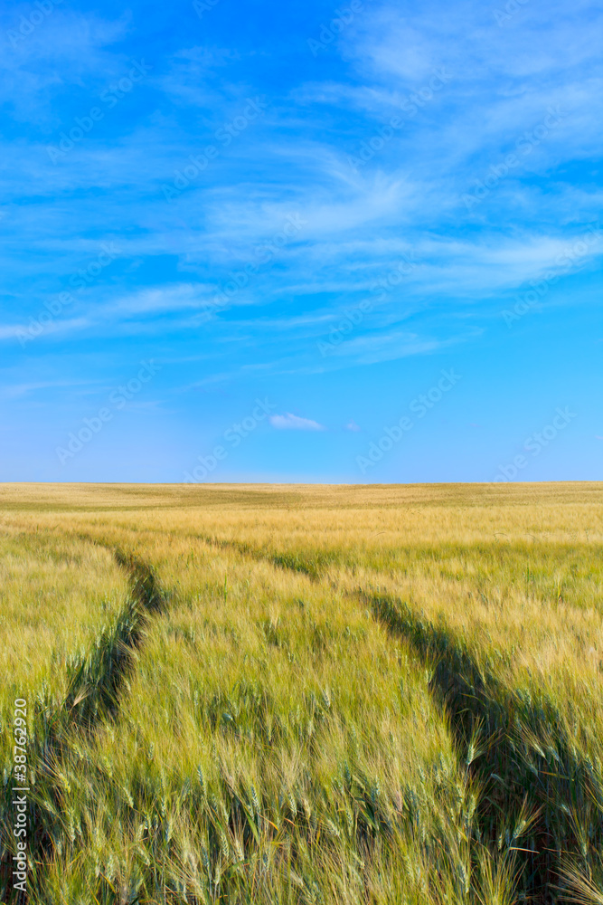 Wheat field tracks with a clear sky in spring Wheat field tracks with a clear sky in spring