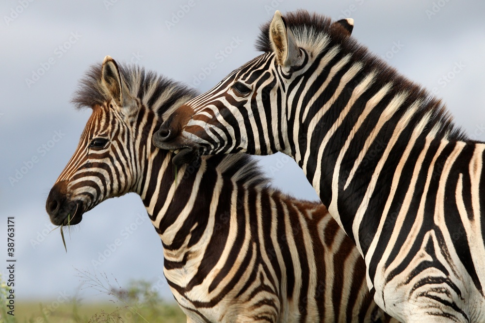Zebra Bite Zebra Bite