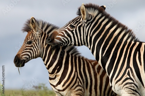 Fototapeta Naklejka Na Ścianę i Meble -  Zebra Bite