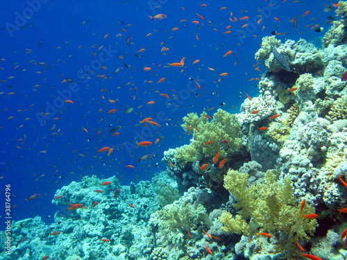 Fototapeta Naklejka Na Ścianę i Meble -  Barriera corallina e Anthias - Coral Reef and Anthias