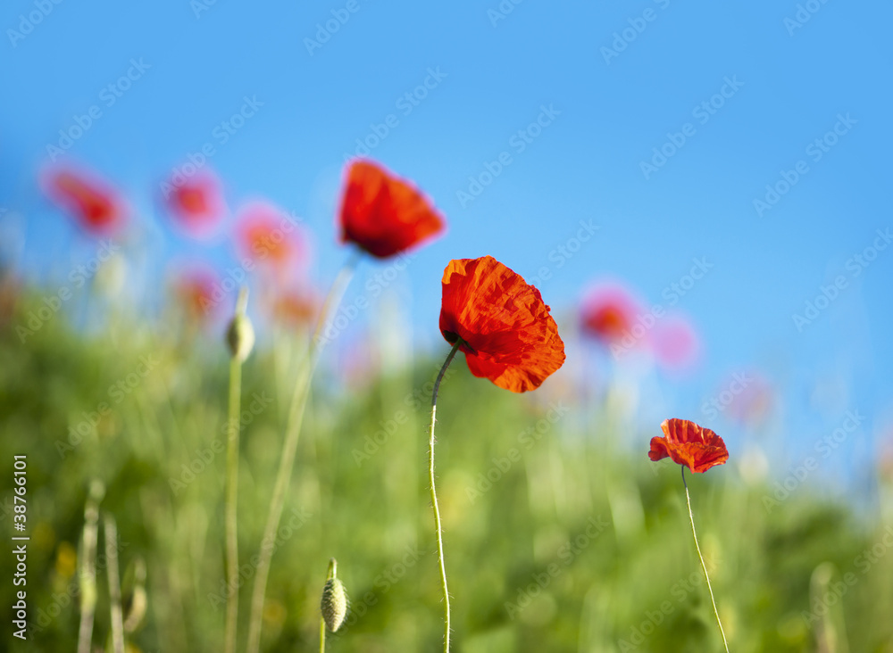 Obraz premium Red poppies