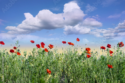 Field of red poppies