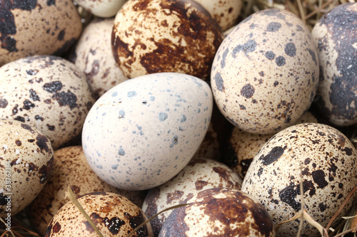 quail eggs closeup