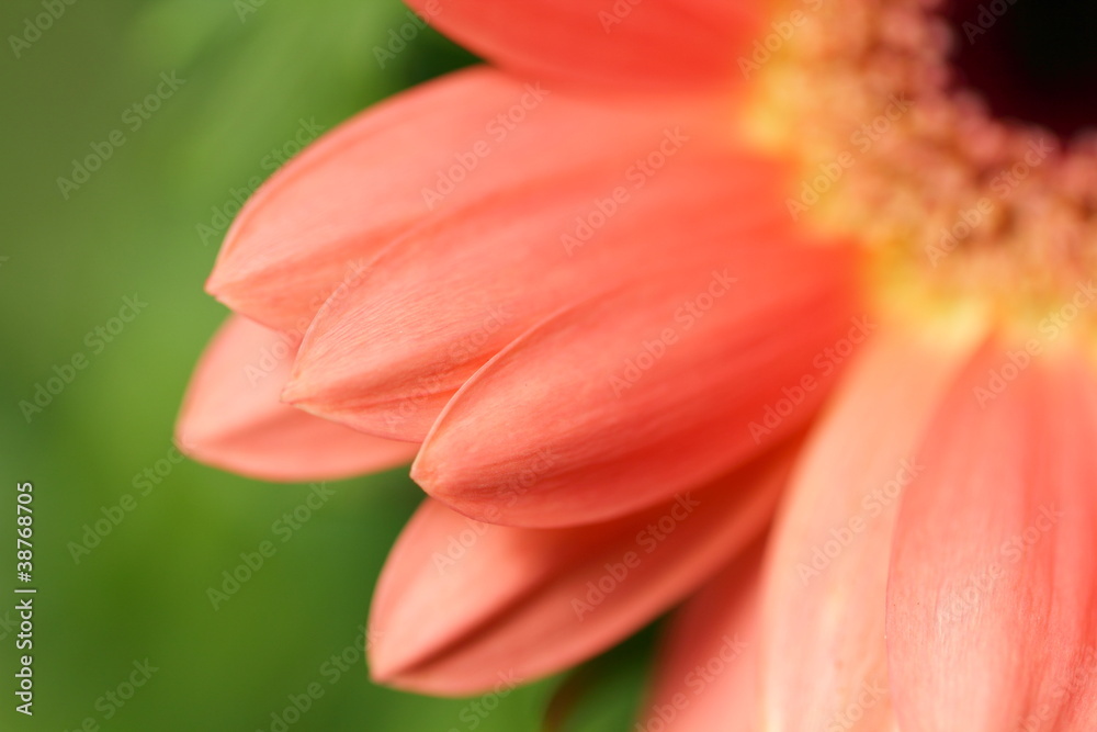 Barberton daisy Barberton daisy