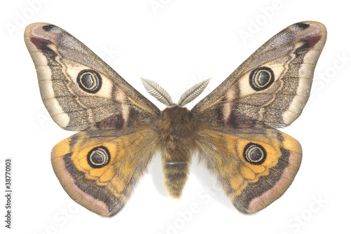 Small emperor moth, saturnia pavonia isolated