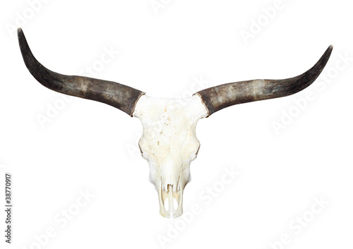 Bull skull with long horns.