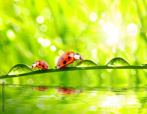 Two ladybugs on a dewy grass.