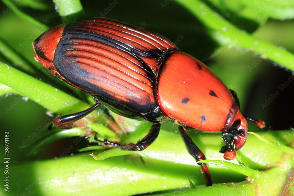 Obraz premium The red palm weevil