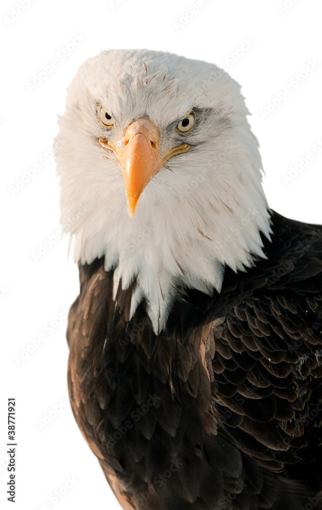 Close-up Portrait Bald Eagle (Haliaeetus leucocephalus ) Close-up Portrait Bald Eagle (Haliaeetus leucocephalus )