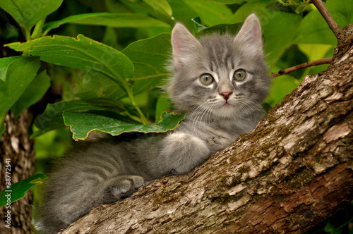 Gattino sull'albero #38772541