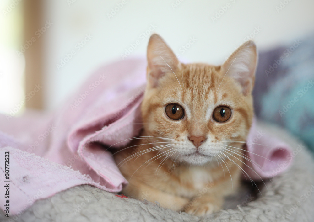 bébé chat bébé chat