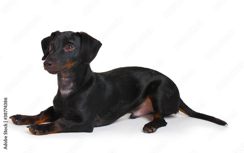 Obraz premium black little dachshund dog isolated on white