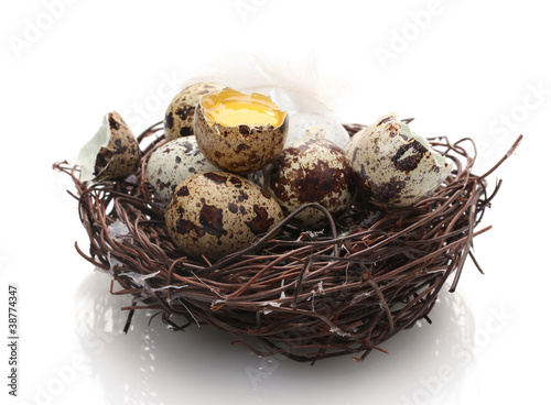 quail eggs in nest isolated on white