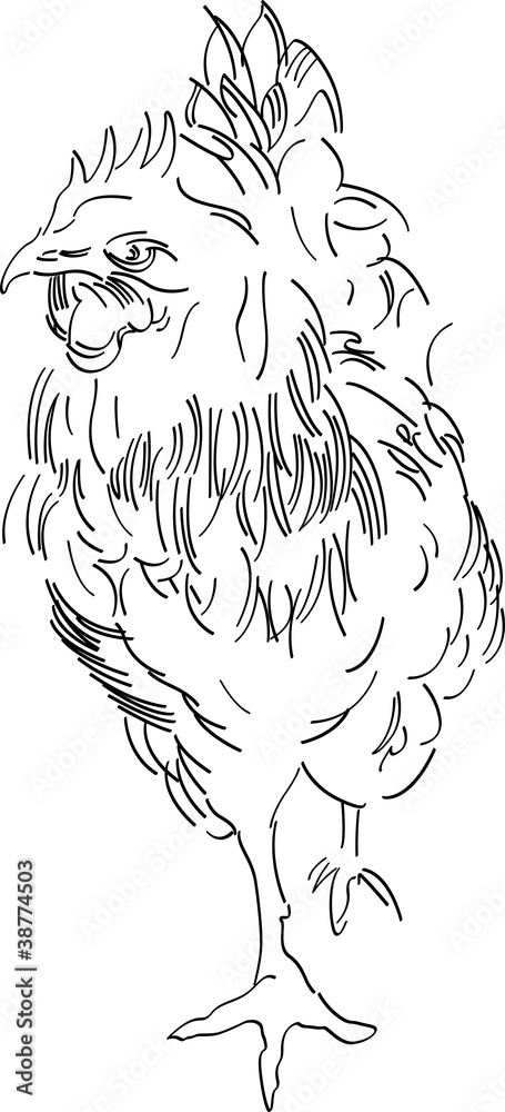 Fototapeta premium Contours Cock