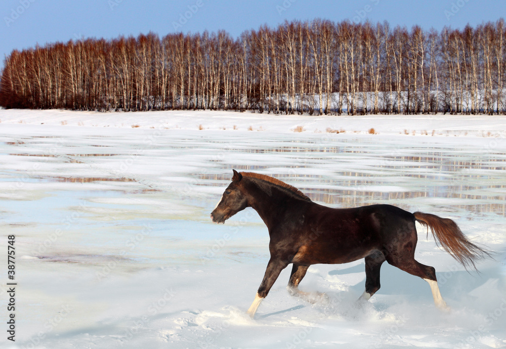 Horse running in melting in the spring snow Horse running in melting in the spring snow