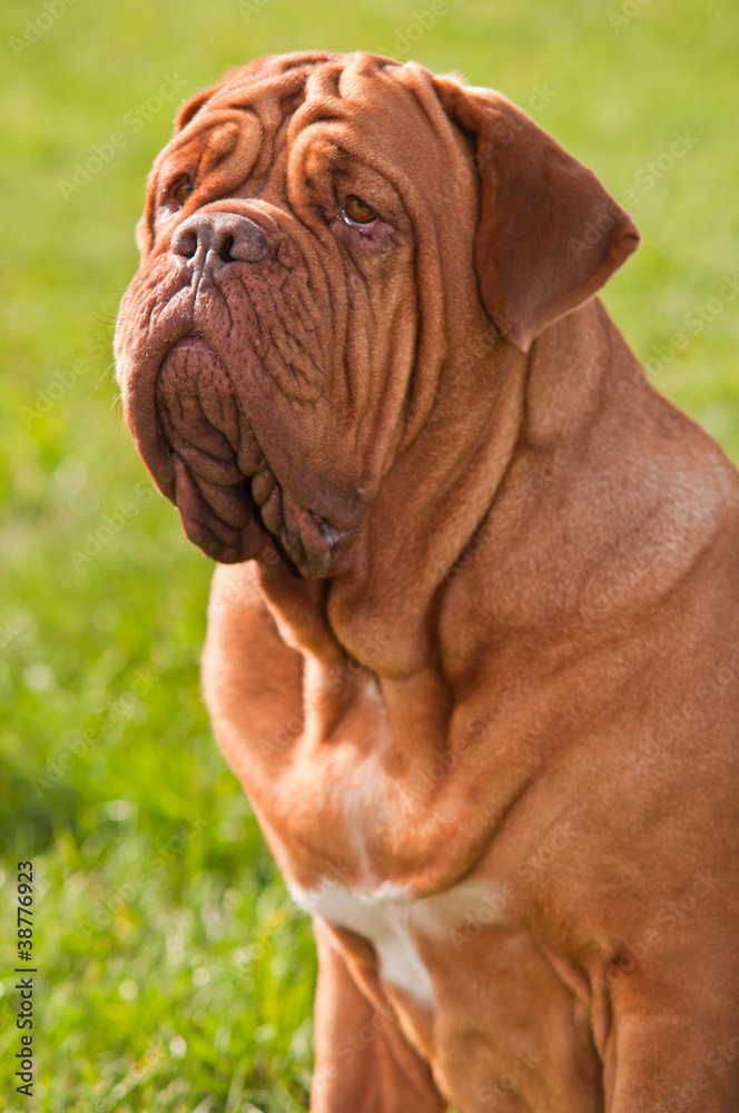 Dogue De Bordeaux portrait