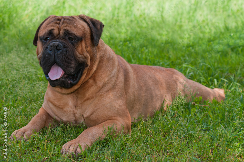 Bulmastiff in the garden