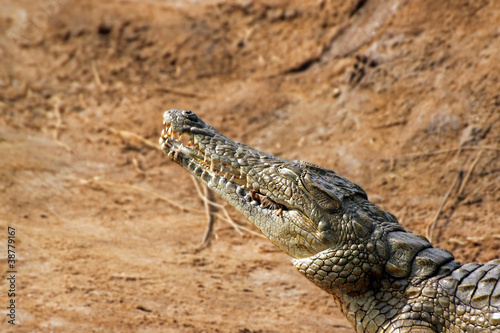 Crocodile savanna