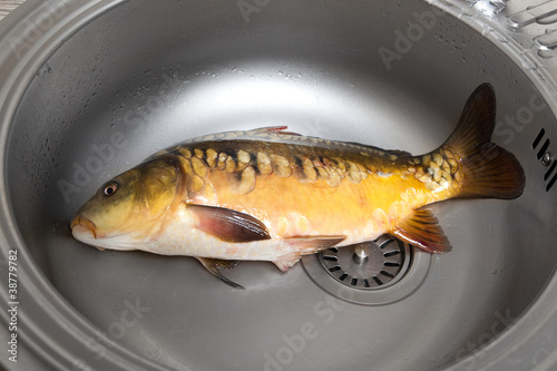 Fototapeta Naklejka Na Ścianę i Meble -  Fresh fish In a kitchen sink