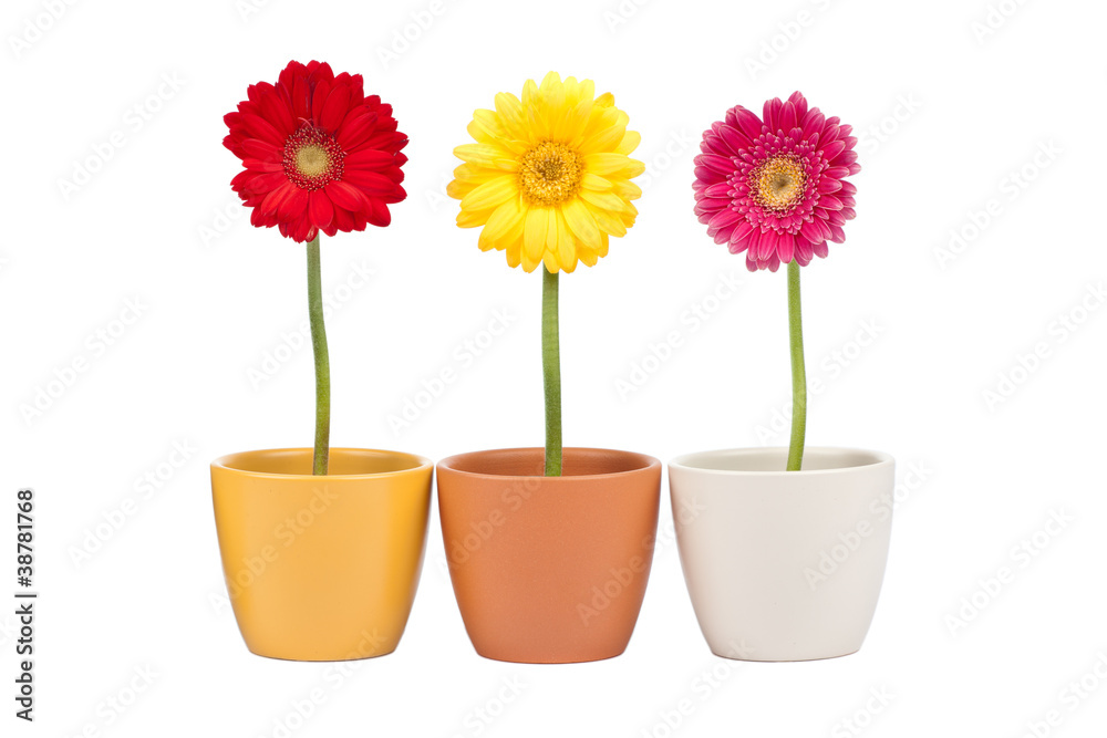 Drei Gerbera Blümchen im Blumentopf Drei Gerbera Blümchen im Blumentopf