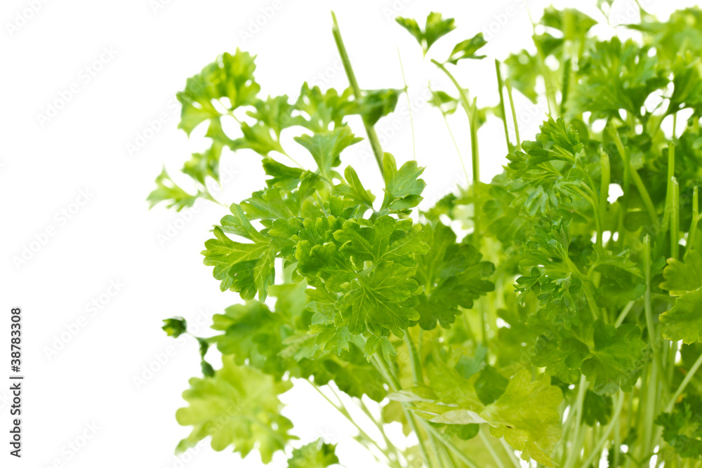 parsley parsley