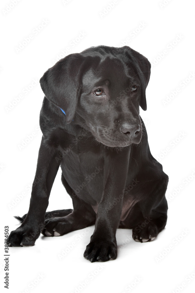 Black Labrador puppy Black Labrador puppy