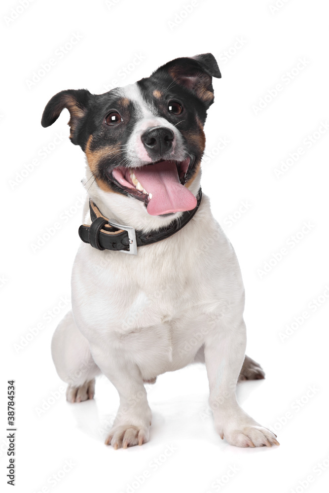 Jack russel Terrier