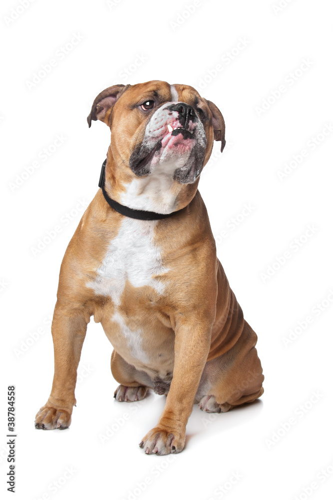 Old English Bulldog