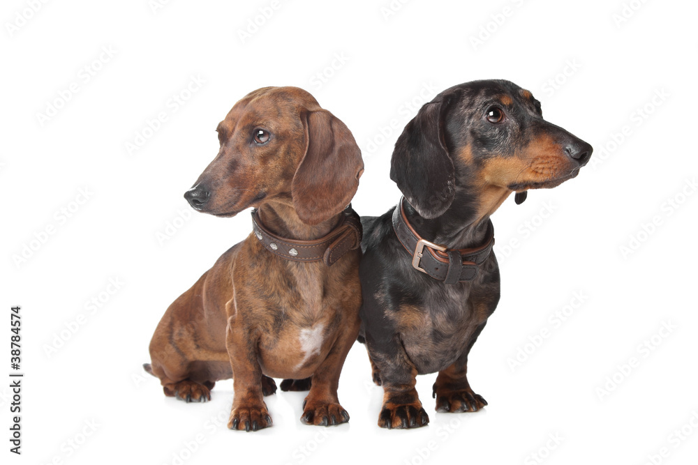 two Dachshund dogs