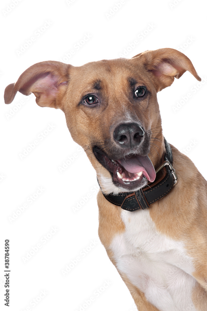 mixed breed dog mixed breed dog