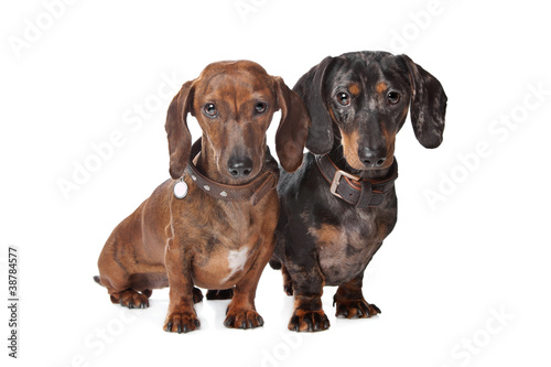 two Dachshund dogs