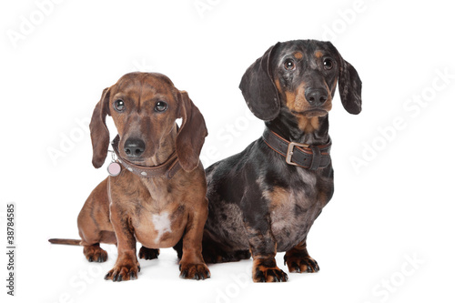 Fototapeta Naklejka Na Ścianę i Meble -  two Dachshund dogs