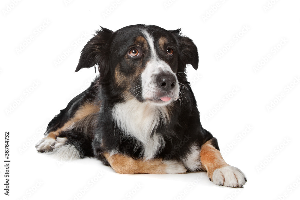 border collie sheepdog border collie sheepdog