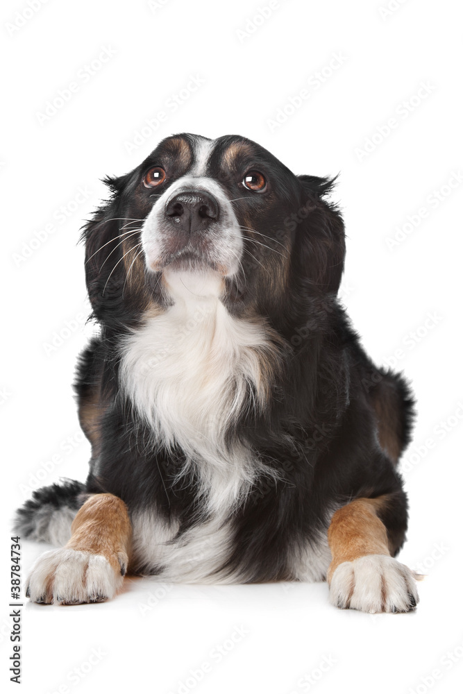 border collie sheepdog border collie sheepdog