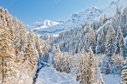 Beautiful view to snow forest in Alps, Adelboden