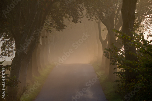 Early morning on a forest road