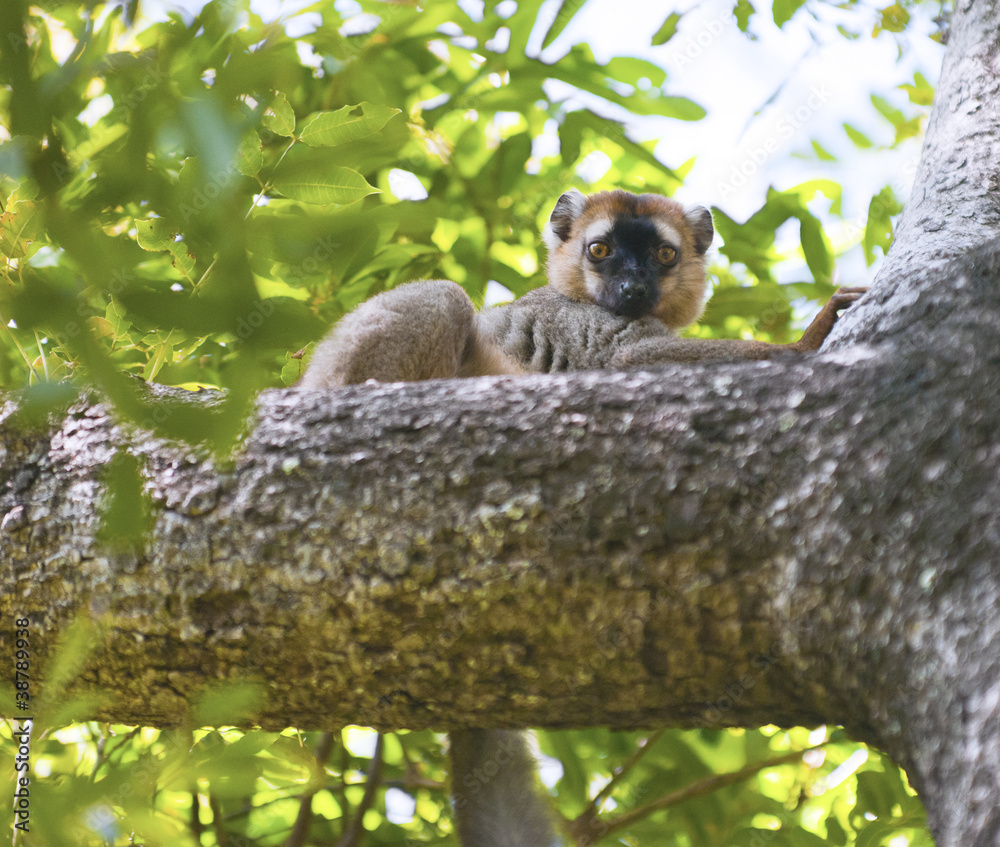 Naklejka premium Red-fronted brown Lemur