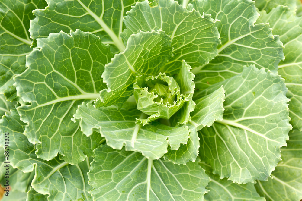 Cabbage seedlings Cabbage seedlings