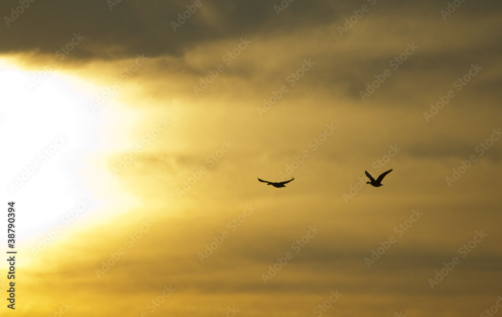 Fototapeta premium Flying geese to sunset