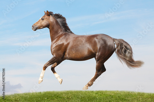 pony in field galloping
