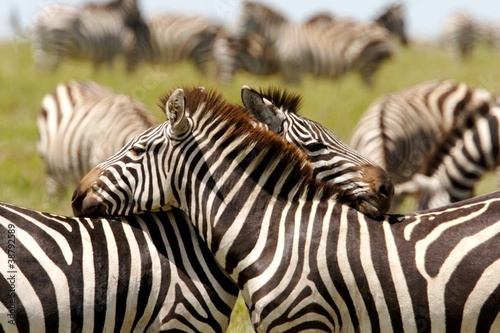 Embraced Zebras