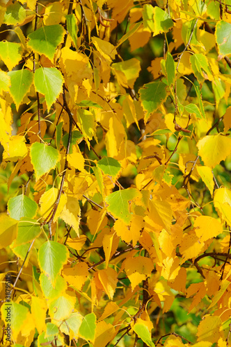 Birkenlaub im Hernst - birch leaves in fall 01 photo
