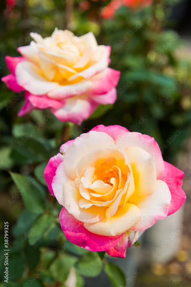 Beautiful Tri-color roses on tree