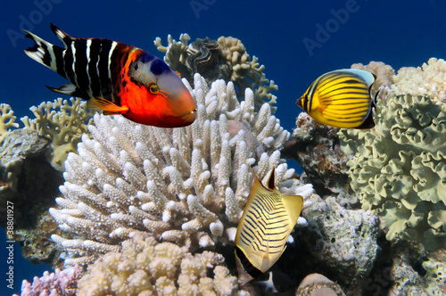 Photo of a coral colony on a reef #38801927