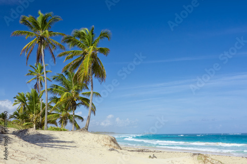 Palm trees on the tropical beach  Dominican Republic
