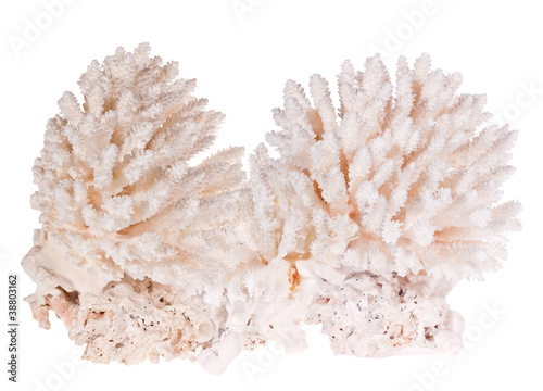 large light coral isolated on white
