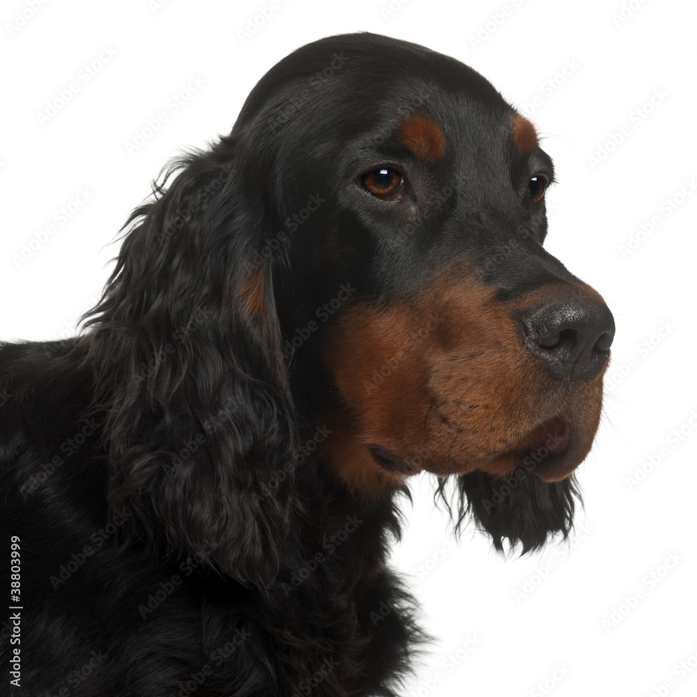 Gordon Setter puppy, 6 months old, in front of white background