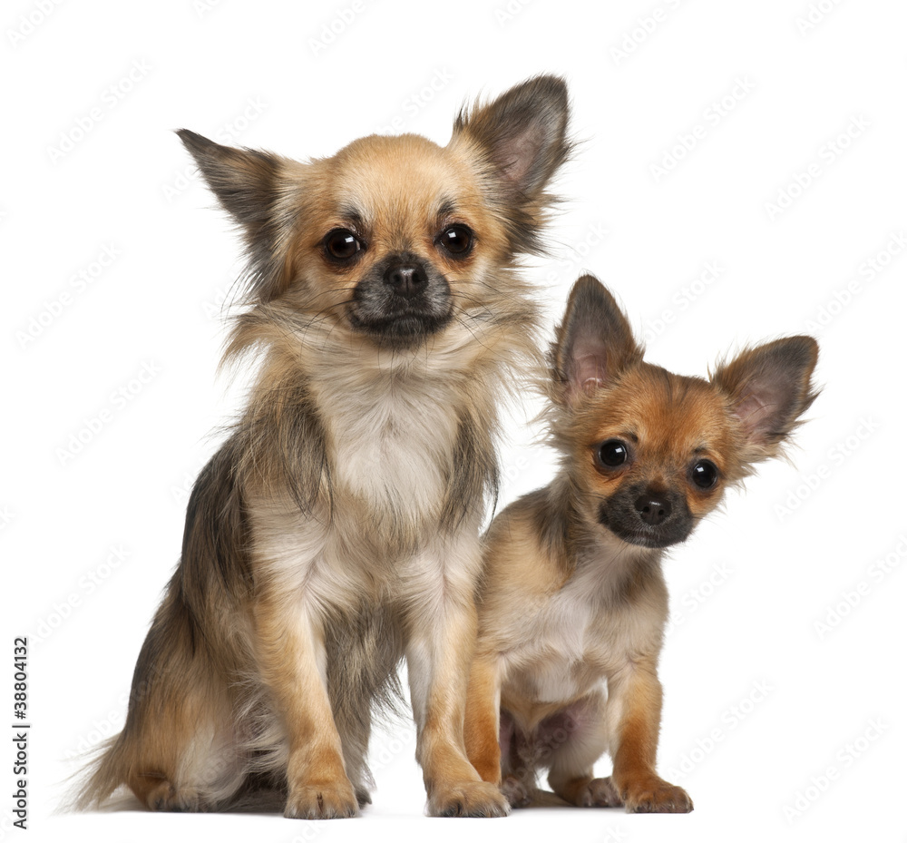 Chihuahuas, 8 months old, in front of white background Chihuahuas, 8 months old, in front of white background